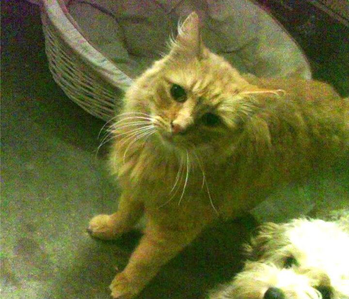 草地谋略对红土霸权，梅德韦杰夫如何带队实现温网对法网的战术逆袭