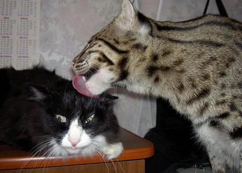 爱游戏官网-扩展思维后的文章标题