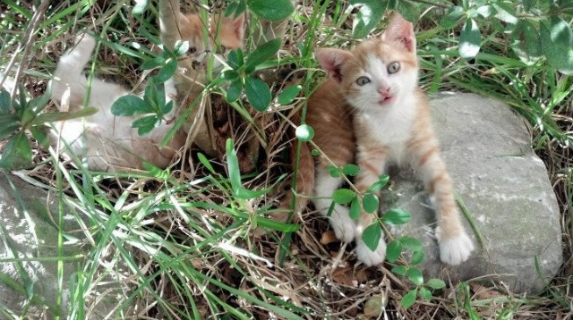 两种横扫，一种伟大，巴萨的团队风暴与坎特的个人英雄主义