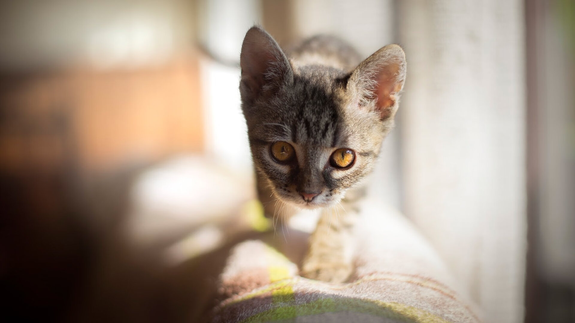 金字塔降临绿茵场,当法老的咒语掀翻斑马军团