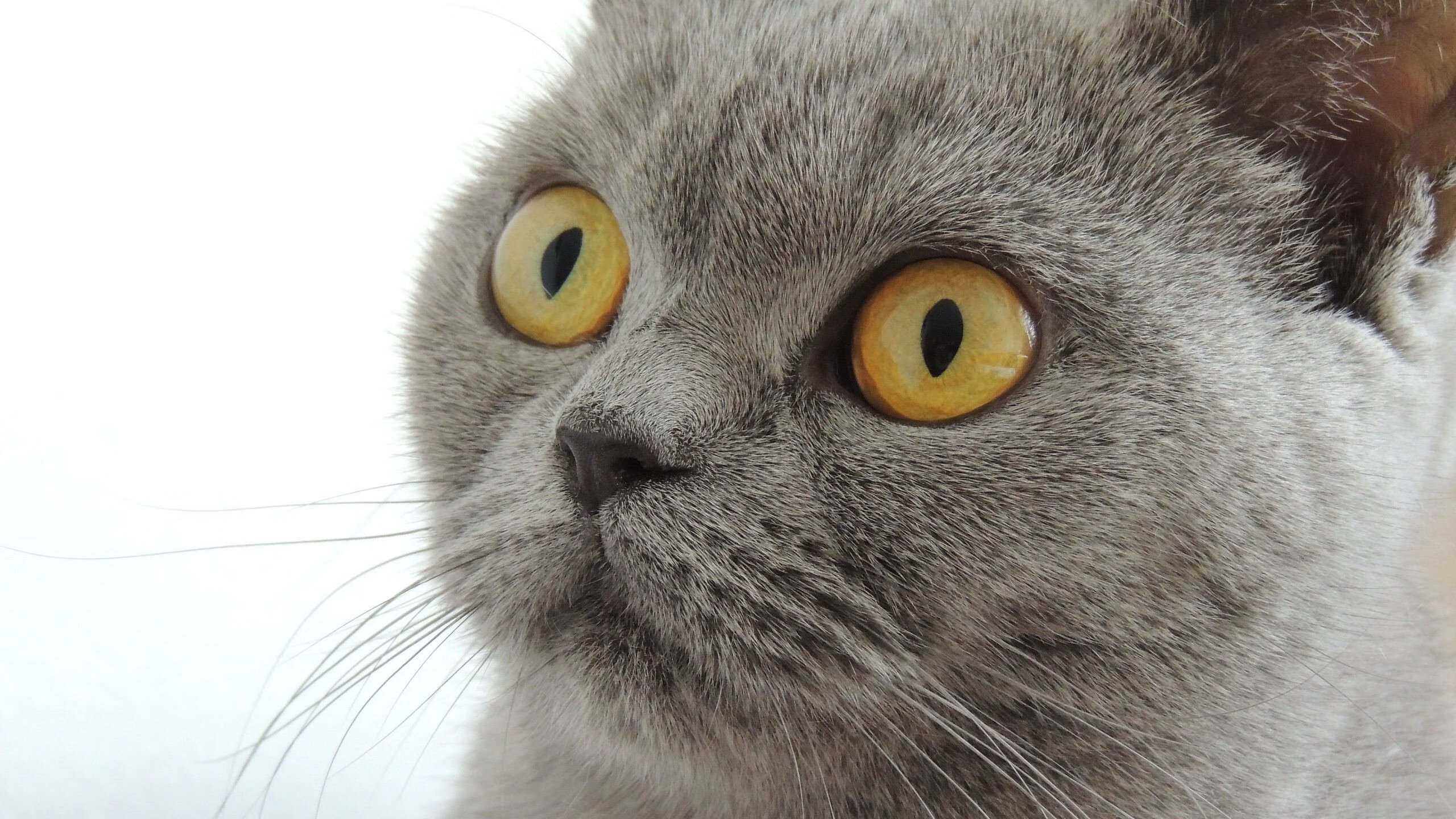 蜂起云涌，哈利伯顿30+15统治攻防，快船四巨头黯然失色