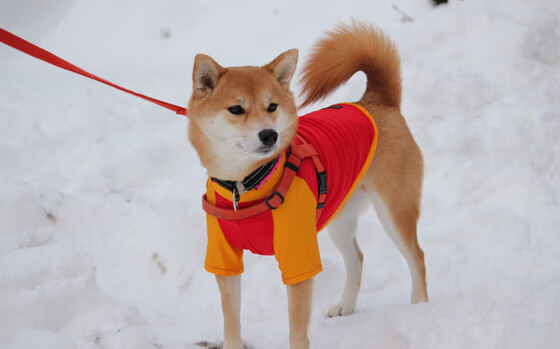 智利力克冰岛，罗德里戈的关键先生时刻闪耀赛场