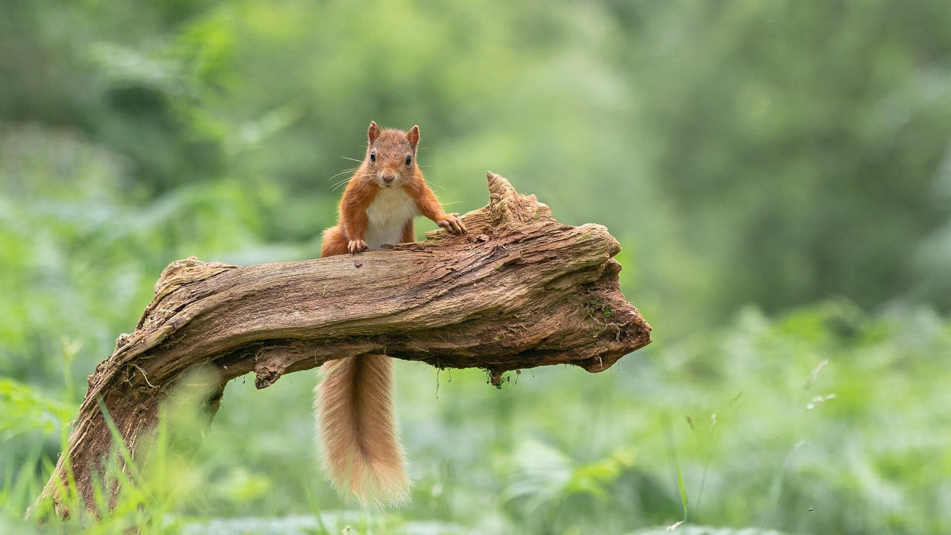 爱游戏官方入口-唯一之战，拉亚爆发定格芬兰巅峰对决，贝蒂斯饮恨