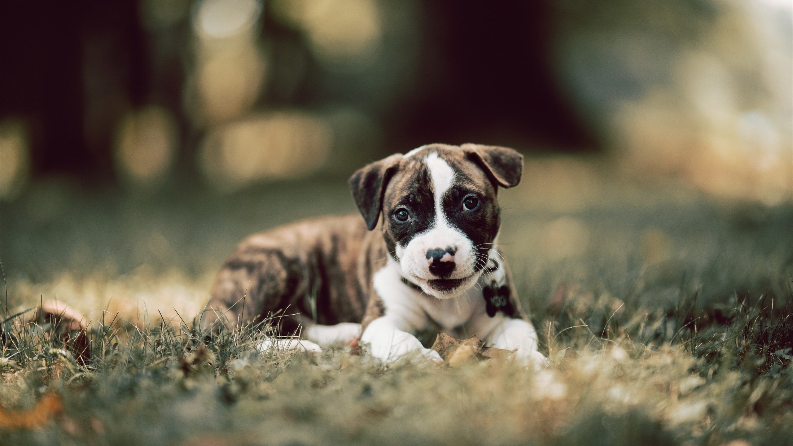 豪强碾压挑战者！广厦力克火箭，克莱成制胜关键先生