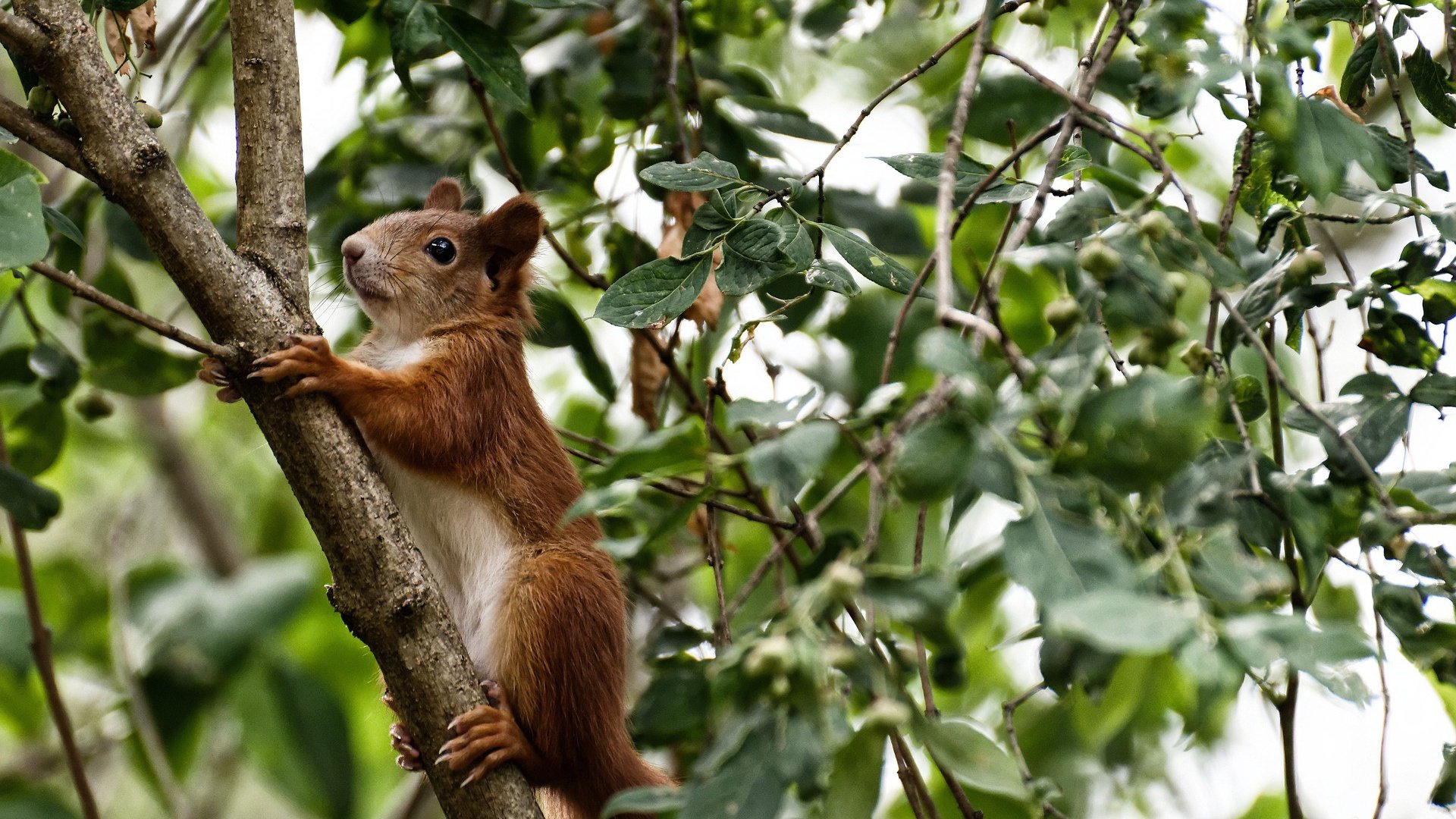 爱游戏官方-引擎轰鸣VS临门一脚，当F1揭幕战遇上美阿足球破界之战