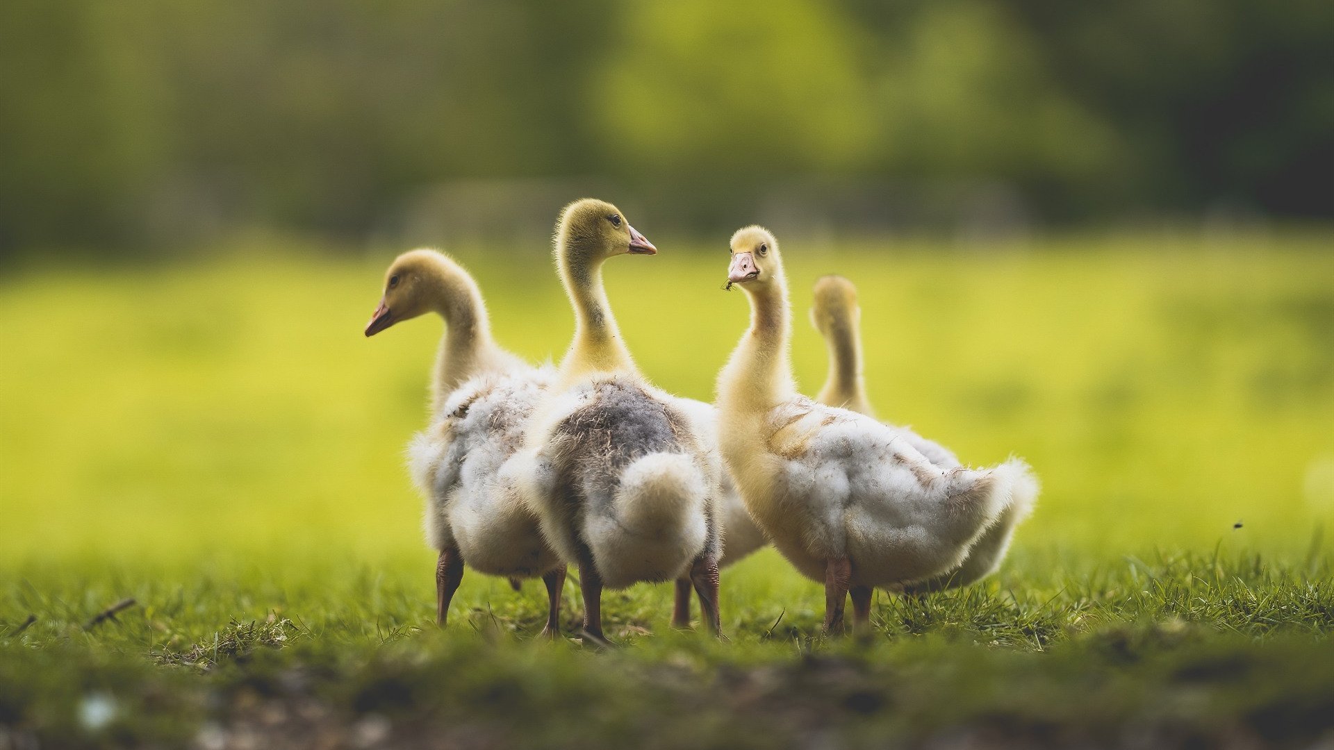 当欧冠决赛遇见后撤步，哈登的篮球哲学如何提前终结悬念
