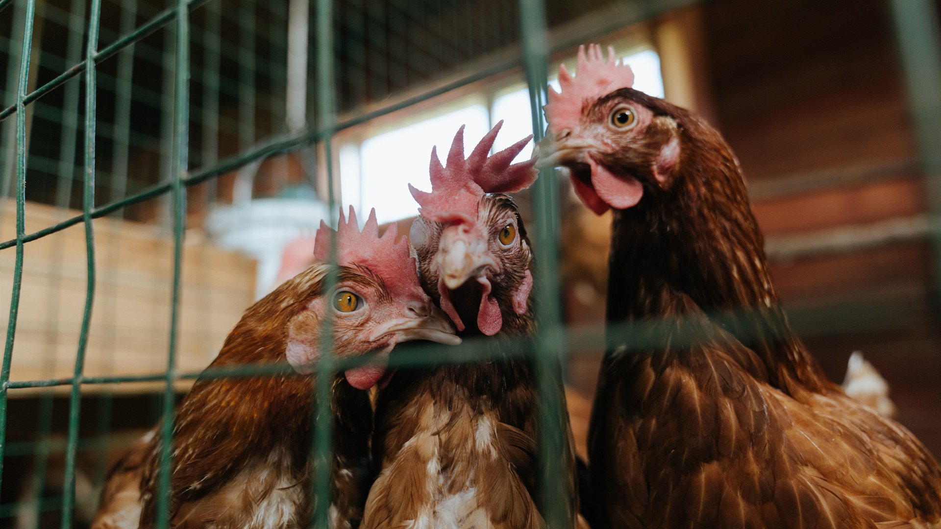 风城弯道，当西亚卡姆在冠军弯心接管比赛