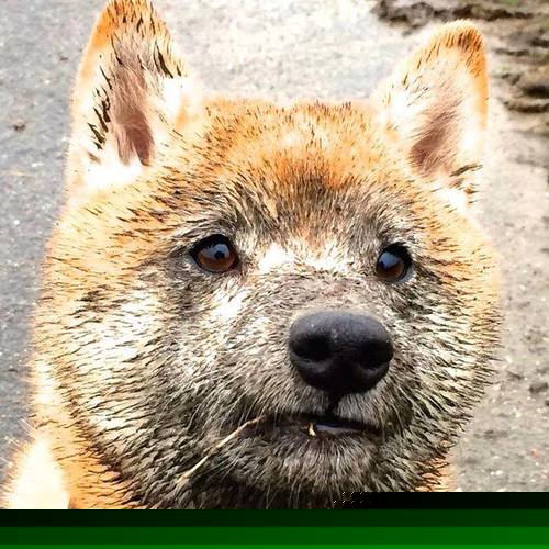 外交红牌，从拉什福德的临门一脚看玻利维亚对哥伦比亚的关键封锁