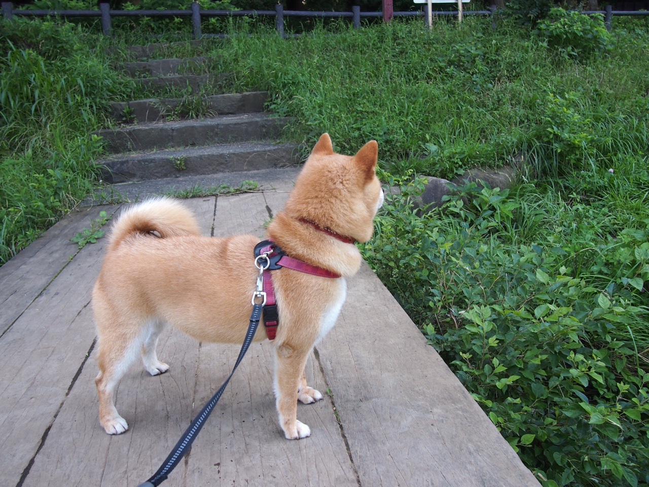 莱万双响炮难掩失落，摩洛哥压哨绝杀威尔士点燃足球之夜