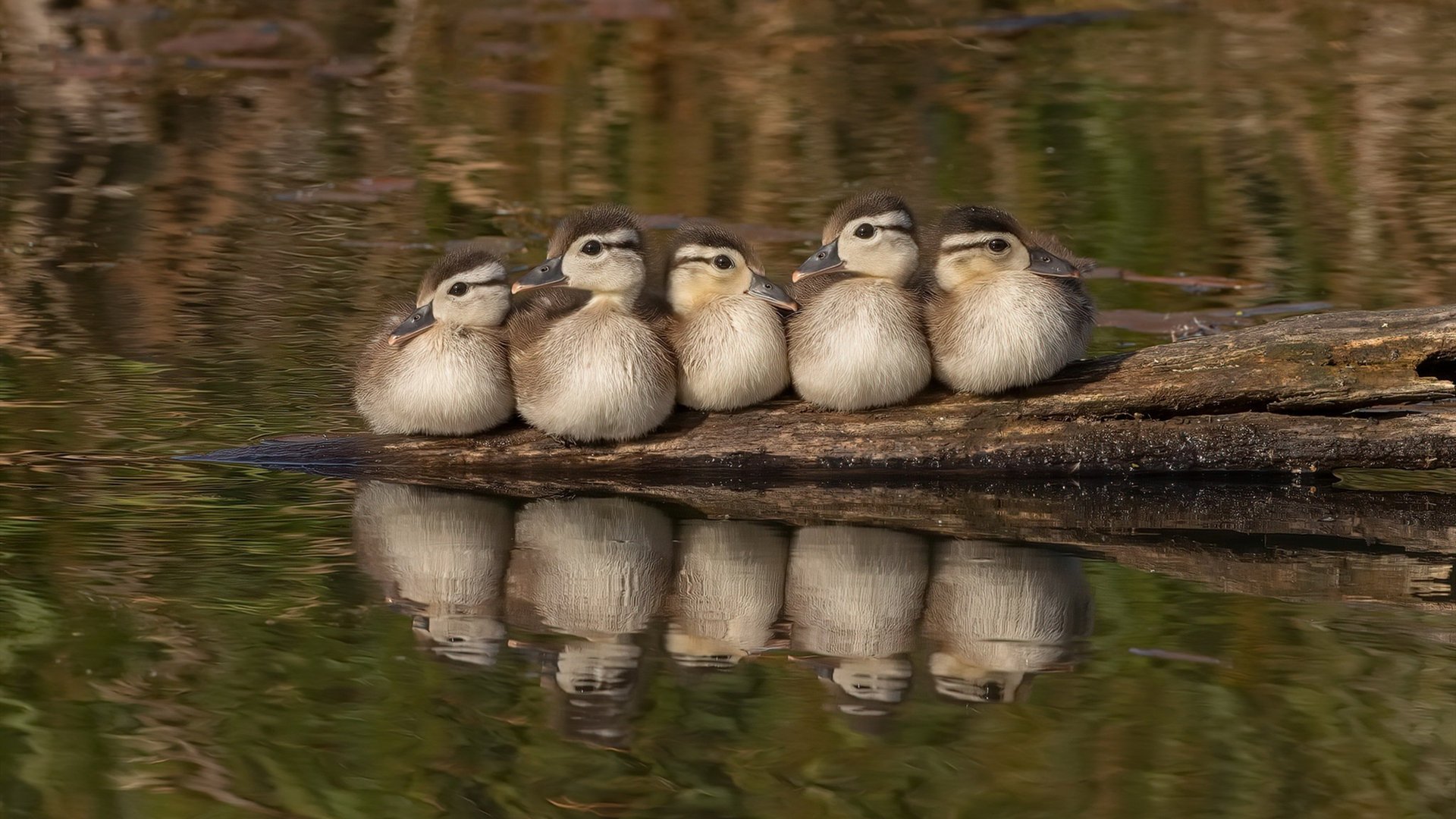撕裂时空的48分钟，当灰熊巅峰决胜吉林，库里在另一个战场挥就传奇